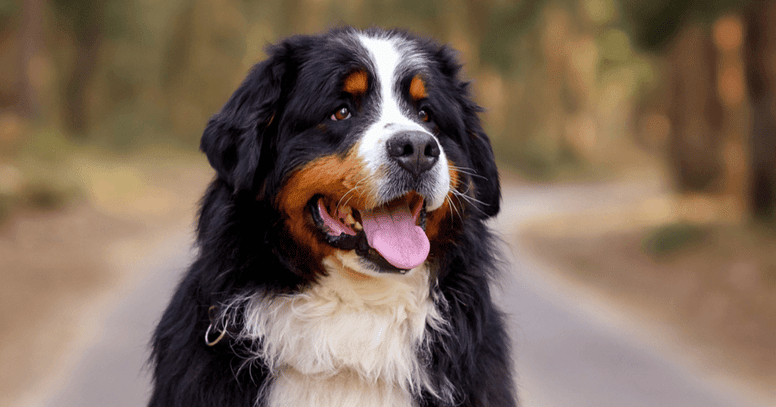 Bruine honden: Ontdek alle rassen met een bruine vacht